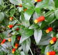 Topfpflanzen Süßigkeiten Mais Weinstock, Feuerwerkskörper-Anlage Blume liane, Manettia rot Foto