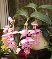 室内植物 华丽Melastome 花 灌木, Medinilla 粉红色 照