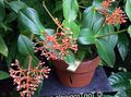 Topfpflanzen Auffällige Melastome Blume sträucher, Medinilla orange Foto