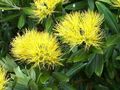 Krukväxter Julgran, Pohutukawa Blomma träd, Metrosideros gul Fil