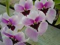 紫丁香 草本植物 Miltonia 照 和 特点