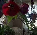 Kapalı bitkiler Çiçekli Akçaağaç, Akçaağaç Ağlayan, Çince Fener çiçek, Abutilon koyu kırmızı fotoğraf