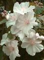 屋内植物 開花カエデ、泣きカエデ、中国のランタン フラワー 木, Abutilon ホワイト フォト