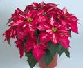 Интериорни растения Коледна Звезда Цвете тревисто, Poinsettia pulcherrima розов снимка