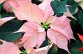 Topfpflanzen Weihnachtsstern Blume grasig, Poinsettia pulcherrima rosa Foto