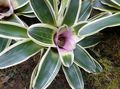 lilla Urteagtige Plante Bromeliad Foto og egenskaber