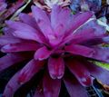 púrpura Herbáceas Bromelia Foto y características