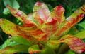 oranje Kruidachtige Plant Bromelia foto en karakteristieken