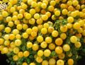 Topfpflanzen Wulst-Anlage Blume grasig, nertera gelb Foto