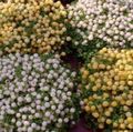 blanco Herbáceas Planta De Grano Foto y características