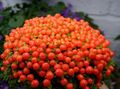  Perle Anlegg Blomst urteaktig plante, nertera rød Bilde
