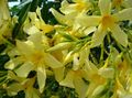 Pokojowe Rośliny Oleander Kwiat krzaki, Nerium oleander żółty zdjęcie