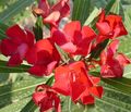 rood Struik Rose Bay, Oleander foto en karakteristieken