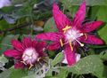 Kapalı bitkiler Tutku Çiçeği çiçek tropik sarmaşık, Passiflora koyu kırmızı fotoğraf