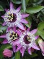 Kapalı bitkiler Tutku Çiçeği çiçek tropik sarmaşık, Passiflora leylak fotoğraf