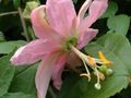 Topfpflanzen Passionsblume liane, Passiflora rosa Foto