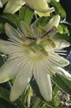 შიდა მცენარეები პასიფლორა ყვავილების ლიანა, Passiflora თეთრი სურათი
