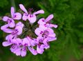 lila Örtväxter Pelargon Fil och egenskaper
