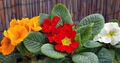 Интериорни растения Primula, Градинска Иглика С Гладки Листа Цвете тревисто оранжев снимка