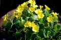 keltainen Ruohokasvi Primula, Auricula kuva ja ominaisuudet