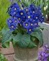 donkerblauw Kruidachtige Plant Primula, Auricula foto en karakteristieken