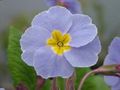 gaiši zils Zālaugu Augs Primula, Auricula Foto un raksturlielumi