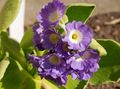 lila Örtväxter Primula, Auricula Fil och egenskaper