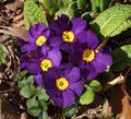 紫 草本植物 报春花，木耳 照 和 特点
