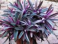 Комнатные Растения Рео Цветок травянистые, Rhoeo Tradescantia фиолетовый Фото