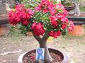 Topfpflanzen Desert Rose Blume bäume, Adenium rot Foto