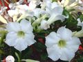 Комнатные Растения Адениум Цветок деревья, Adenium белый Фото