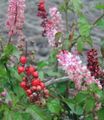 Le piante domestiche Bloodberry, Pianta Rouge, Bambino Pepe, Pigeonberry, Coralito Fiore gli arbusti, Rivina rosa foto