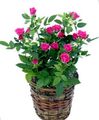 Комнатные Растения Розa Цветок кустарники, Rose розовый Фото