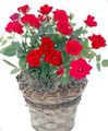 Kamerplanten Rose Bloem struik rood foto