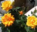 orange Shrub Rose Photo and characteristics