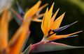 Kamerplanten Paradijsvogel, Kraan Bloem, Stelitzia kruidachtige plant, Strelitzia reginae oranje foto