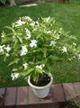 Pokojowe Rośliny Tabernaemontana Kwiat krzaki biały zdjęcie