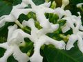 შიდა მცენარეები Tabernaemontana, ბანანის ბუში ყვავილების თეთრი სურათი