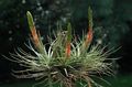 Εσωτερικά φυτά Tillandsia λουλούδι ποώδη κόκκινος φωτογραφία
