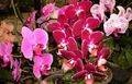 Māja Augi Phalaenopsis Zieds zālaugu augs sārts Foto