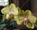 amarillo Herbáceas Phalaenopsis Foto y características
