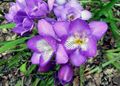 Krukväxter Fresia Blomma örtväxter, Freesia lila Fil