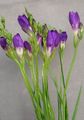 lila Lágyszárú Növény Frézia fénykép és jellemzők