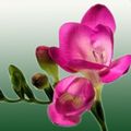 Topfpflanzen Freesie Blume grasig, Freesia rosa Foto