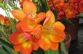 Topfpflanzen Freesie Blume grasig, Freesia orange Foto