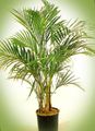 Lockigt Palm, Kentia Palm, Paradis Palm