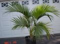 Kapalı bitkiler Kıvırcık Hurma, Kentia Hurma, Palmiye Cennet ağaç, Howea yeşil fotoğraf