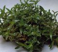 Le piante domestiche Cyanotis verde foto