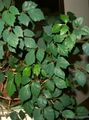 Māja Augi Vīnogu Efeja, Ozola Lapas Efeja, Cissus tumši zaļš Foto