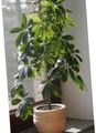 Pokojowe Rośliny Scheffler (Geptaplerum) drzewa, Schefflera zielony zdjęcie